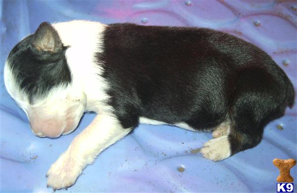 Australian Shepherd Puppies